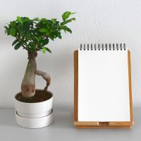 How evergreen content can help you blog more Evergreen plant and notebook